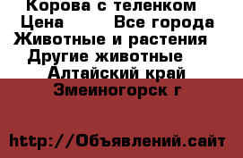 Корова с теленком › Цена ­ 69 - Все города Животные и растения » Другие животные   . Алтайский край,Змеиногорск г.